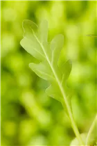 Diplotaxis tenuifolia - Wilde Rauke Diplotaxis tenuifolia - Wilde Rauke