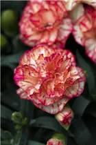 Dianthus 'Flow'® - Topfnelke 'Flow'®