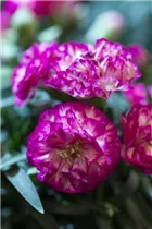 Dianthus 'Flow'® - Topfnelke 'Flow'®