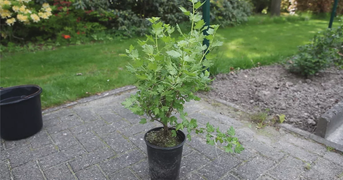  - Stachelbeere - Einpflanzen im Garten