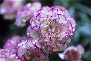 Dianthus 'Flow'® - Topfnelke 'Flow'®