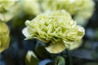 Dianthus 'Flow'® - Topfnelke 'Flow'®