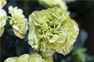 Dianthus 'Flow'® - Topfnelke 'Flow'®