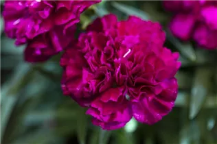 Dianthus 'Flow'® - Topfnelke 'Flow'®
