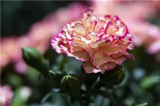 Dianthus 'Flow'® - Topfnelke 'Flow'®