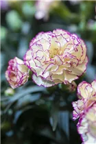 Dianthus 'Flow'® - Topfnelke 'Flow'®