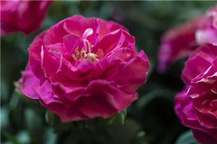Dianthus 'Flow'® - Topfnelke 'Flow'®