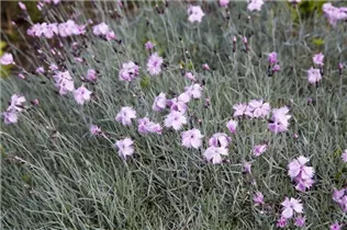 Dianthus gratianopolitanus - Pfingst-Nelke