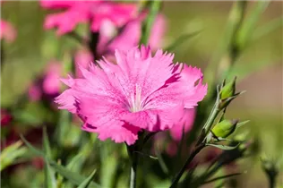 Dianthus gratianopolitanus - Pfingst-Nelke