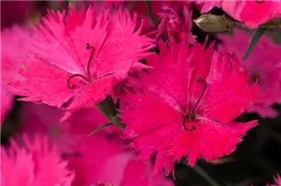 Dianthus gratianopolitanus - Pfingst-Nelke