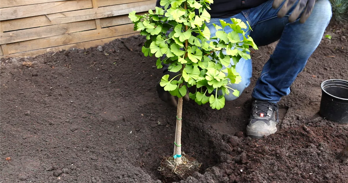  - Fächerblattbaum - Einpflanzen im Garten