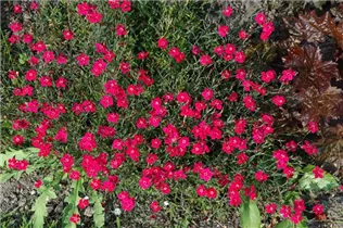 Dianthus gratianopolitanus - Pfingst-Nelke