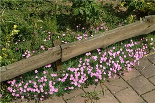 Dianthus gratianopolitanus - Pfingst-Nelke