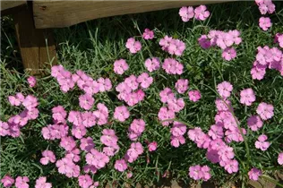 Dianthus gratianopolitanus - Pfingst-Nelke