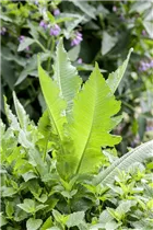 Dipsacus sativus - Weber-Karde Dipsacus sativus - Weber-Karde