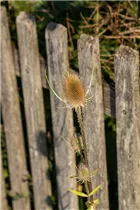Dipsacus sativus - Weber-Karde Dipsacus sativus - Weber-Karde