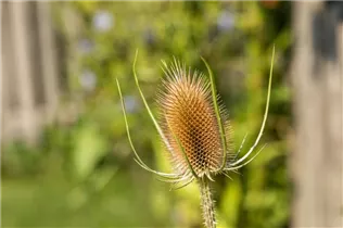 Dipsacus sativus - Weber-Karde Dipsacus sativus - Weber-Karde