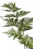 Doryopteris cordata - Speerfarn Doryopteris cordata - Speerfarn