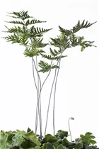 Doryopteris cordata - Speerfarn Doryopteris cordata - Speerfarn