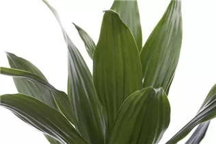 Dracaena deremensis - Drachenbaum Dracaena deremensis - Drachenbaum