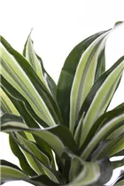 Dracaena deremensis - Drachenbaum Dracaena deremensis - Drachenbaum