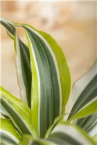 Dracaena deremensis - Drachenbaum Dracaena deremensis - Drachenbaum