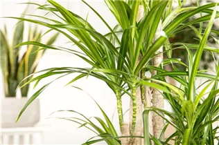 Dracaena deremensis - Drachenbaum Dracaena deremensis - Drachenbaum