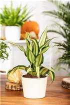 Dracaena deremensis 'Malaika' - Drachenbaum 'Malaika' Dracaena deremensis 'Malaika' - Drachenbaum 'Malaika'