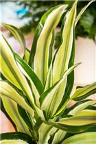 Dracaena deremensis 'Malaika' - Drachenbaum 'Malaika' Dracaena deremensis 'Malaika' - Drachenbaum 'Malaika'