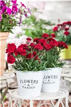 Dianthus 'Sunflor'® - Dianthus 'Sunflor'®