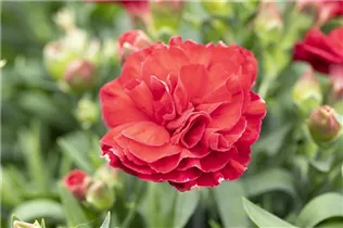 Dianthus 'Sunflor'® - Dianthus 'Sunflor'®