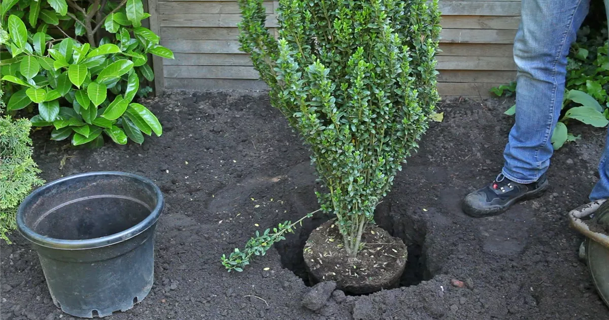  - Stechpalme - Einpflanzen im Garten