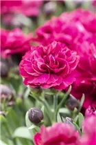 Dianthus 'Sunflor'® - Dianthus 'Sunflor'®