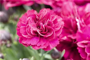 Dianthus 'Sunflor'® - Dianthus 'Sunflor'®