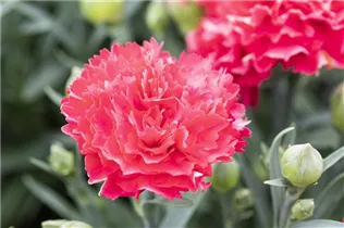 Dianthus 'Sunflor'® - Dianthus 'Sunflor'®