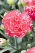 Dianthus 'Sunflor'® - Dianthus 'Sunflor'®