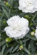 Dianthus 'Sunflor'® - Dianthus 'Sunflor'®
