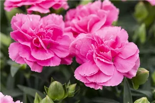 Dianthus 'Sunflor'® - Dianthus 'Sunflor'®