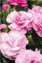 Dianthus 'Sunflor'® - Dianthus 'Sunflor'®