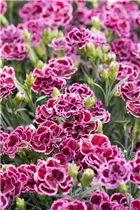 Dianthus 'Sunflor'® - Dianthus 'Sunflor'®