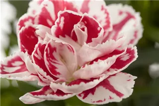 Dianthus 'SuperTrouper'® - Gartennelke 'SuperTrouper'®