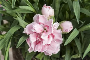 Dianthus 'SuperTrouper'® - Gartennelke 'SuperTrouper'®