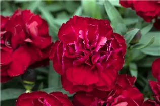Dianthus 'SuperTrouper'® - Gartennelke 'SuperTrouper'®