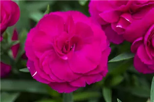 Dianthus 'SuperTrouper'® - Gartennelke 'SuperTrouper'®