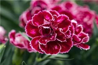 Dianthus 'SuperTrouper'® - Gartennelke 'SuperTrouper'®