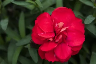 Dianthus 'SuperTrouper'® - Gartennelke 'SuperTrouper'®