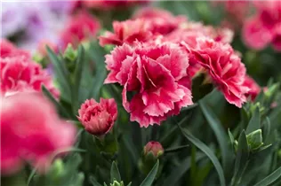 Dianthus 'SuperTrouper'® - Gartennelke 'SuperTrouper'®