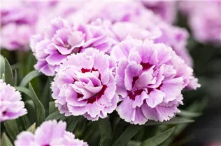 Dianthus 'SuperTrouper'® - Gartennelke 'SuperTrouper'®