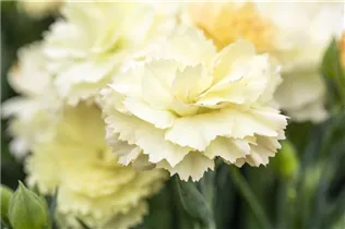 Dianthus 'SuperTrouper'® - Gartennelke 'SuperTrouper'®