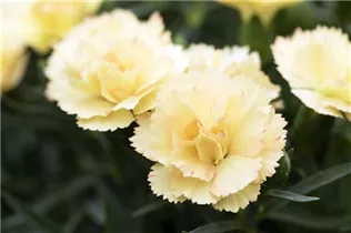 Dianthus 'SuperTrouper'® - Gartennelke 'SuperTrouper'®